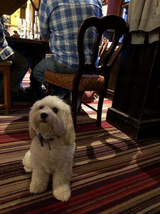 Оксфорд Пост: Паб із собаками Нормана حان