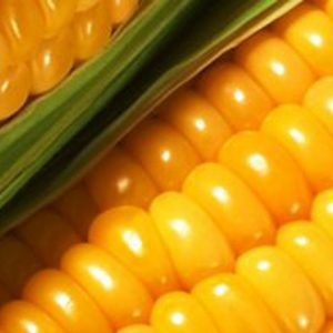 Міністерство економіки оголошує ринкову угоду про обмеження експорту кукурудзи з України у 2020/2021 МР до ​​24 мільйонів тонн