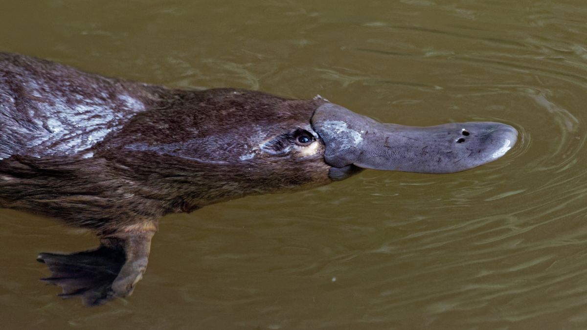 Researchers are taking another look at Platypus DNA, and yes, it's still weird