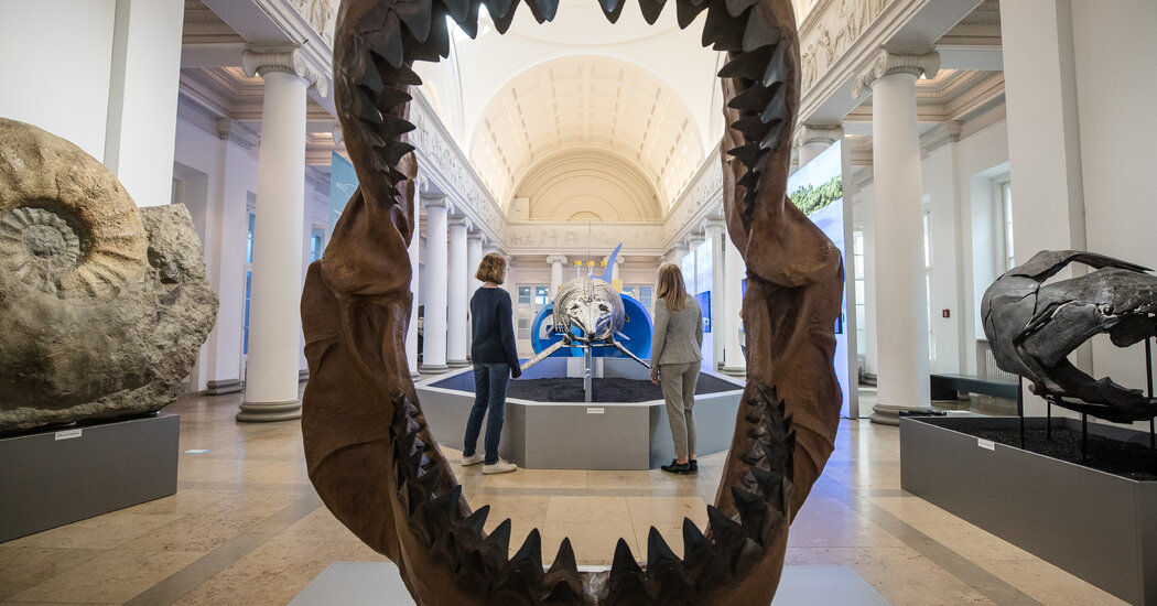 The study indicates that young megalodons were cannibals 6 feet tall