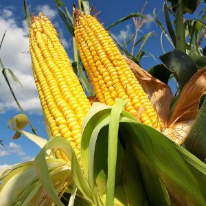 UGA розглядає реальні, малоймовірні обмеження на експорт кукурудзи з України