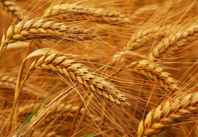 Посів ранньовесняних зернових культур в Україні майже завершений - ринки збуту