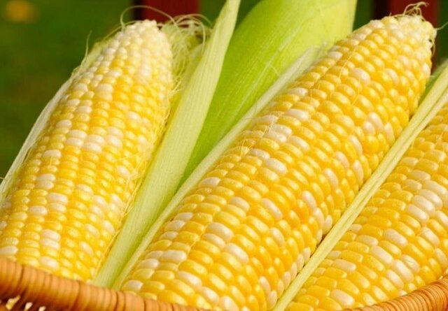 Україна та ЄС можуть запропонувати можливості для експорту кукурудзи з США - Ринки