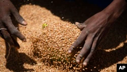 Файл – Ефіопка збирає пшеницю лопатою, щоб роздати її сім’ям, які чекають, після того, як її розповсюдило Товариство допомоги Тиграй в Агулі в регіоні Тіграй на півночі Ефіопії 8 травня 2021 року. Російсько-українська війна підняла привиди нестачі продовольства та політичної нестабільність у країнах, які залежать від доступного імпорту зерна, таких як Ефіопія.