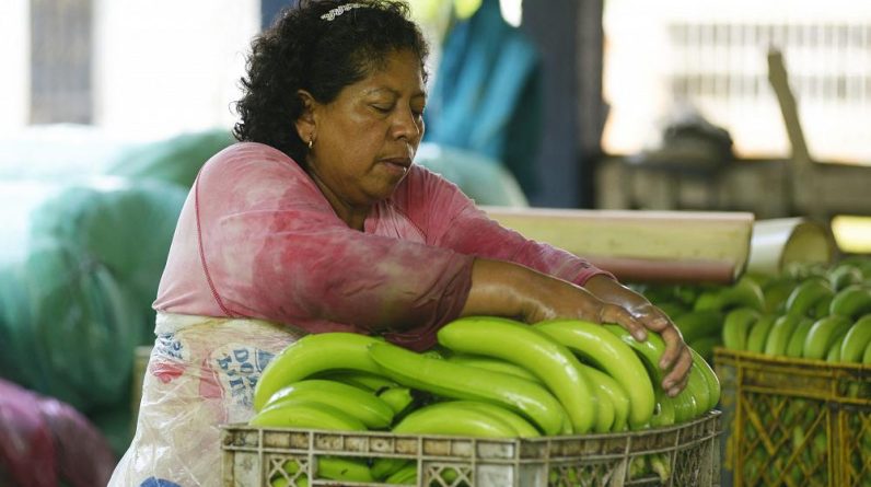 Як російсько-українська війна знищила бананову індустрію в Еквадорі?