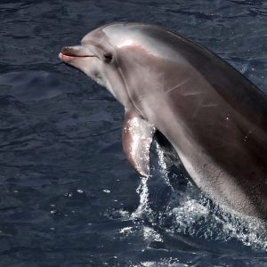 Вчені попередили, що війна між Росією та Україною призводить до загибелі дельфінів у Чорному морі