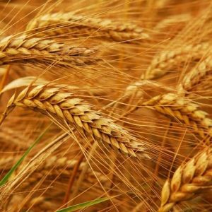 Пшениця подешевшала через слабкий попит у США, українські поставки зерна – Ринки
