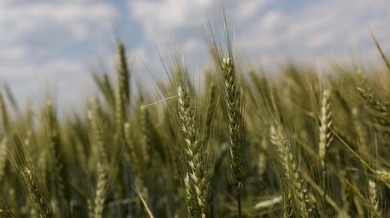 Єгипет погодився обміняти конфісковану партію української пшениці