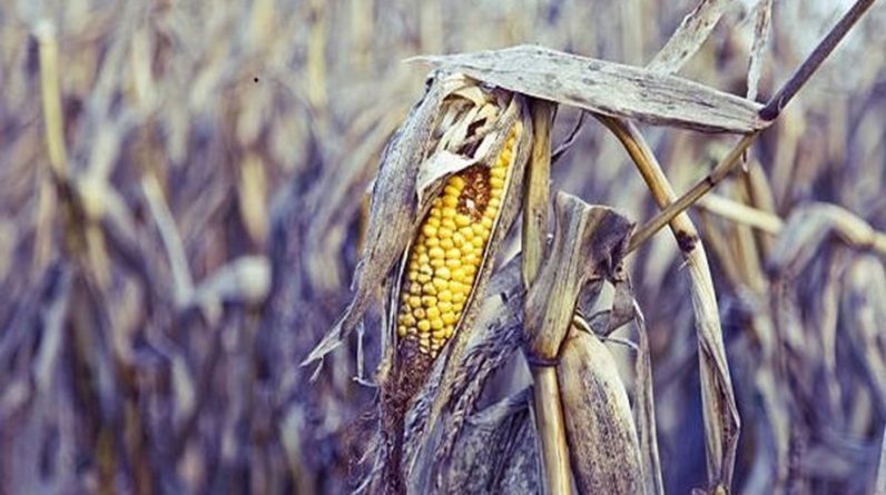 Пошкодження посівів під час війни в Україні може збільшити глобальні викиди вуглецю та витрати на продукти харчування: дослідження